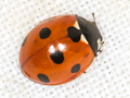 Coccinella septempunctata